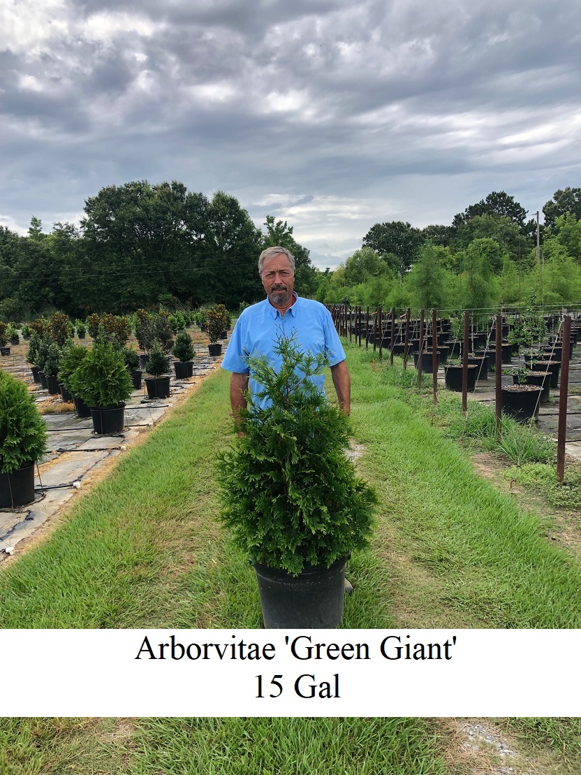 Arborvitae 'Green Giant'