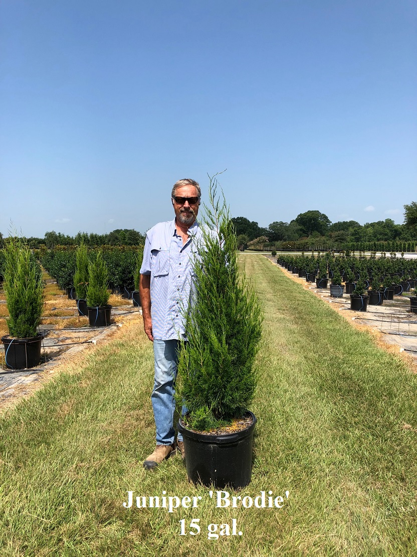 Picture Gallery Gerald Foret Nursery